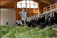 Holstein green fodder 27