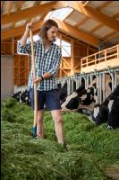 Holstein green fodder 26