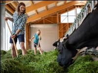 Holstein green fodder 25