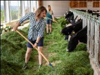 Holstein Grünfutter 24