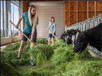 Holstein green fodder 23