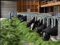 Holstein green fodder 22