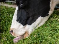 Holstein green fodder 21