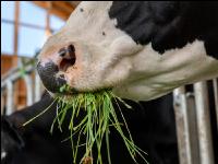 Holstein green fodder 20
