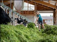 Holstein green fodder 19