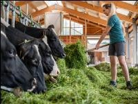 Holstein green fodder 18