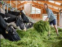 Holstein green fodder 17