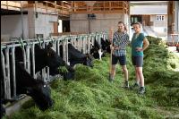 Holstein green fodder 16