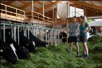 Holstein green fodder 15