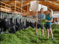 Holstein green fodder 14