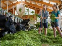 Holstein green fodder 13