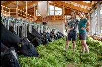 Holstein green fodder 12