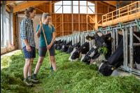 Holstein green fodder 11