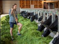 Holstein green fodder 10