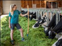 Holstein green fodder 9