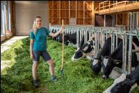 Holstein green fodder 8