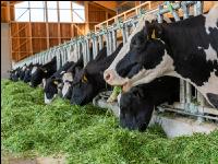 Holstein green fodder 7