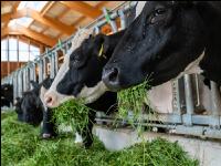 Holstein green fodder 6