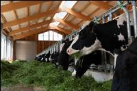 Holstein green fodder 5