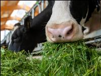 Holstein green fodder 4