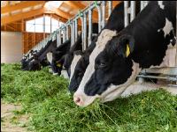 Holstein green fodder 3