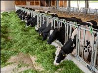 Holstein green fodder 2