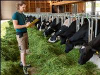Holstein Management 11