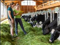 Managing Holstein 6