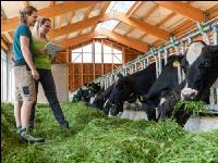 Managing Holstein 3