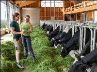 Holstein Management 2