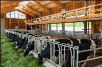 Holstein green fodder 1