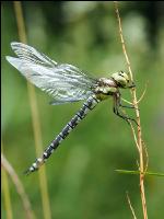 Gelbe Keiljungfer 2