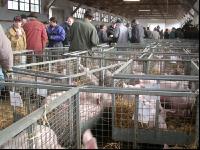 Ferkelmarkt 13