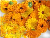 Ringelblume 14