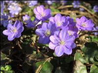 Leberblümchen 11