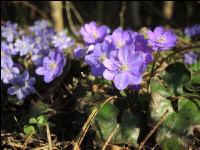 Leberblümchen 10