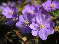 Leberblümchen 9