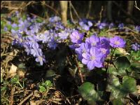 Leberblümchen 7