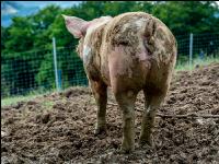 Schweine im Schlamm 17