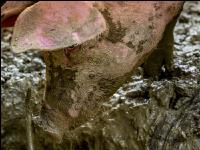 Schweine im Schlamm 10
