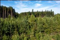 Mischwald Aufforstung