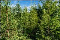 Nadelholz Mischwald 3