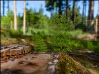 Waldschachtelhalm 3