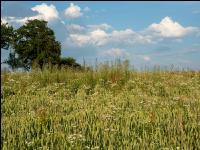 Weeds in bio wheat 9