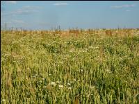 Weeds in bio wheat 8