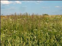 Weeds in bio wheat 7
