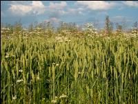 Weeds in bio wheat 6