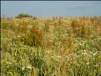 Weeds in bio wheat 5