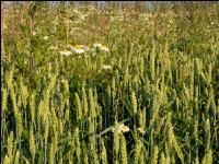 Weeds in bio wheat 3