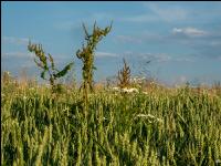 Weeds in bio wheat 2